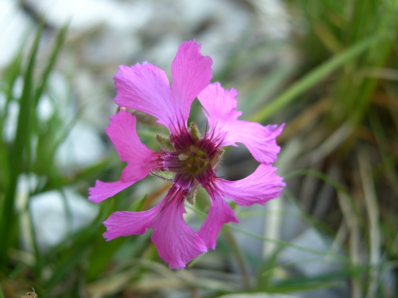 Silene elisabethae / Silene di Elisabetta